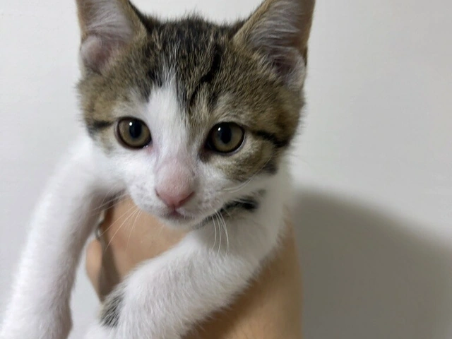 RUI's cats at home, photo 41