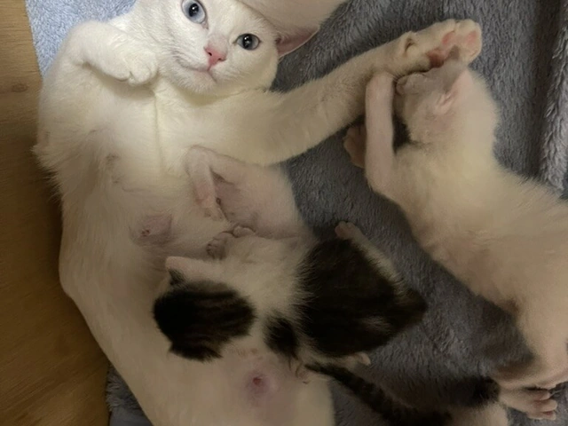 RUI's cats at home, photo 44