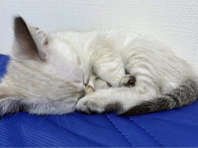 RUI's cats at home, photo 45
