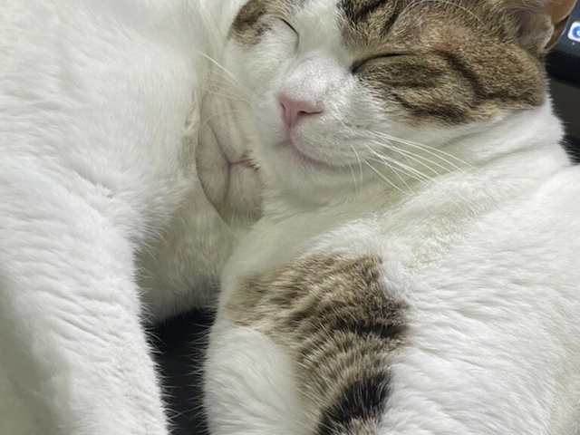 RUI's cats at home, photo 46