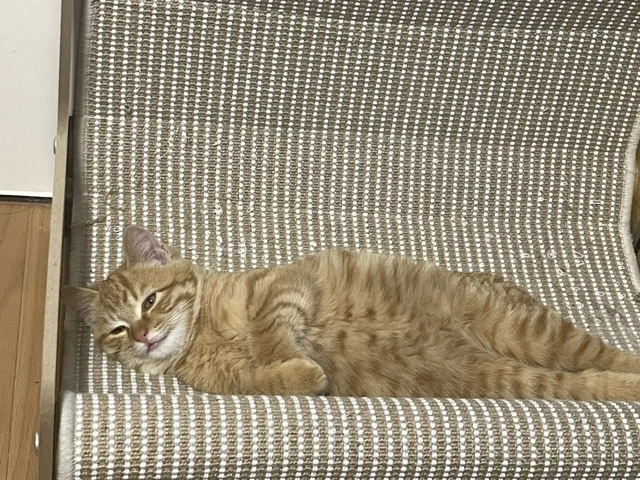 RUI's cats at home, photo 48