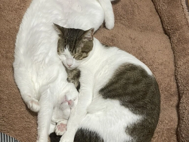 RUI's cats at home, photo 50
