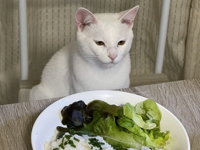 RUI's cats at home, photo 52