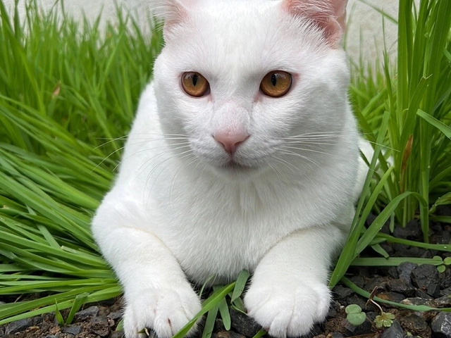 RUI's cats at home, photo 53