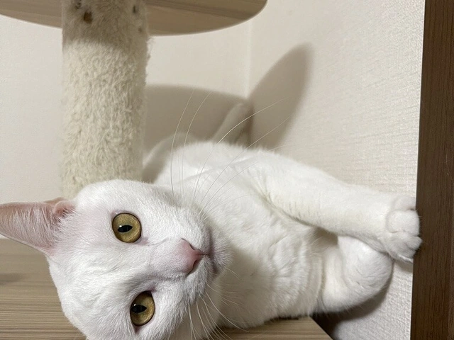 RUI's cats at home, photo 54