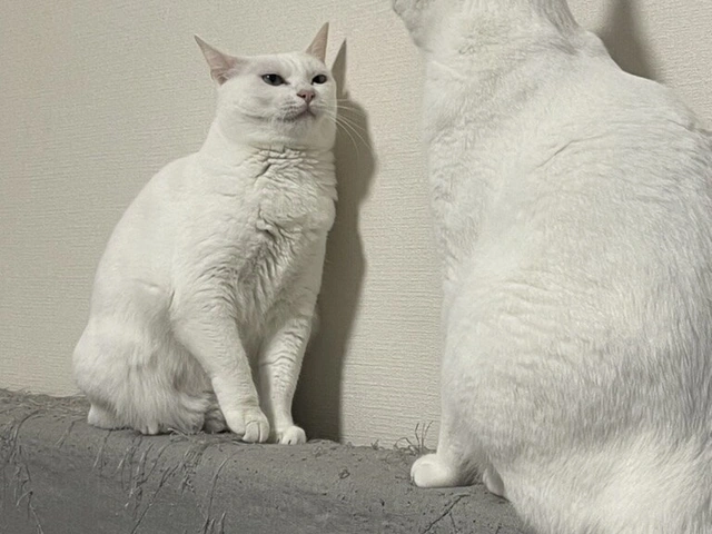RUI's cats at home, photo 55