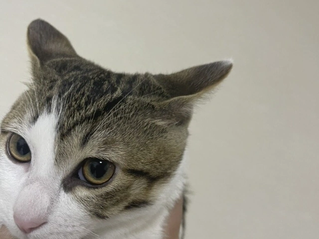 RUI's cats at home, photo 57