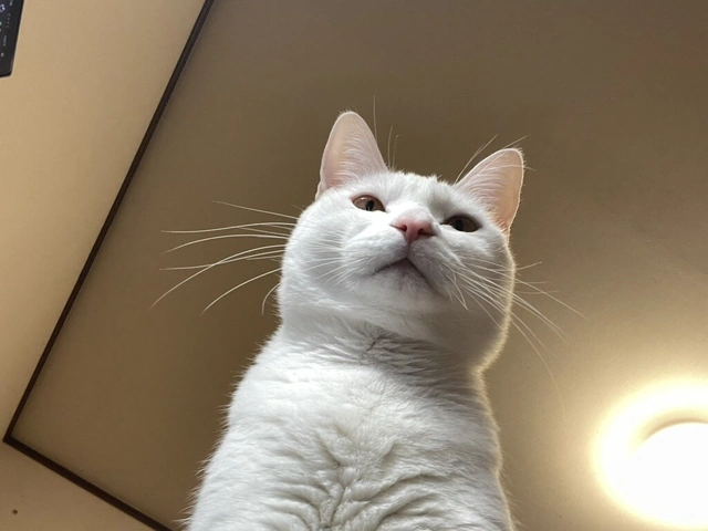 RUI's cats at home, photo 58