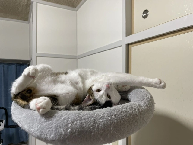 RUI's cats at home, photo 59
