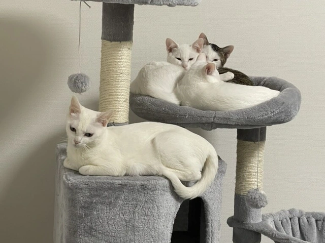 RUI's cats at home, photo 61