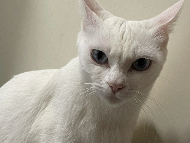 RUI's cats at home, photo 63