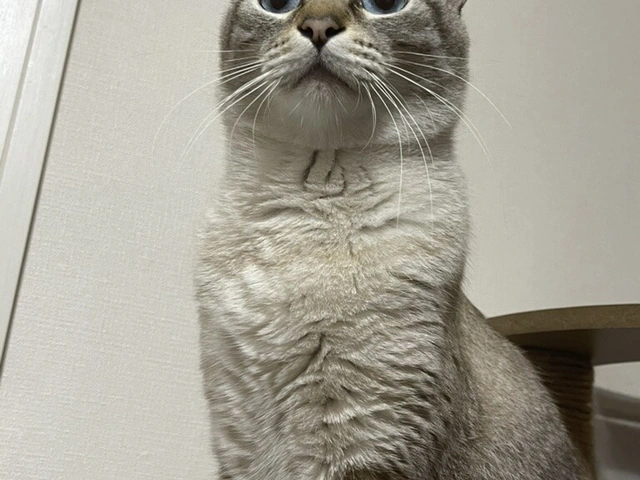 RUI's cats at home, photo 66