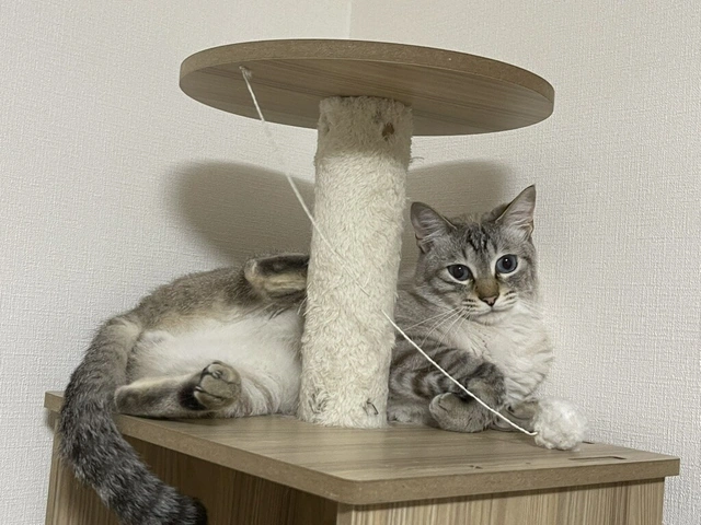 RUI's cats at home, photo 72