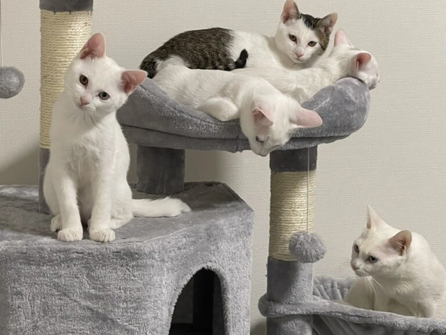 RUI's cats at home, photo 73
