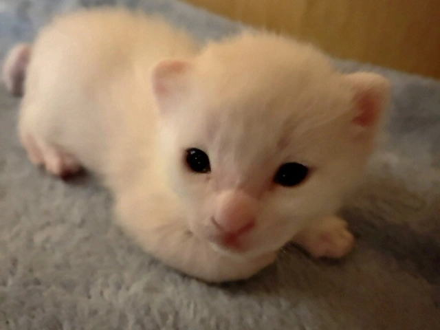 RUI's cats at home, photo 75