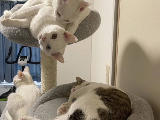 RUI's cats at home, photo 76
