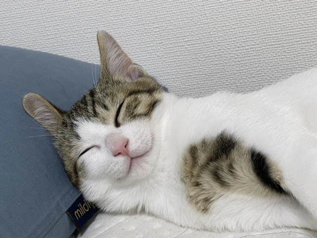 RUI's cats at home, photo 79
