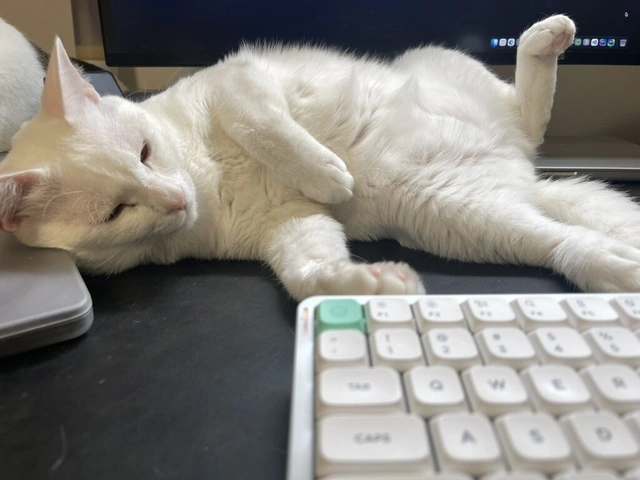RUI's cats at home, photo 80