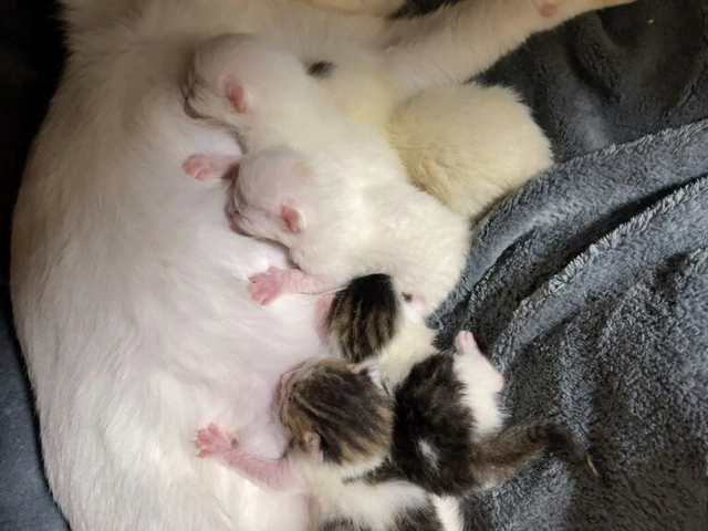 RUI's cats at home, photo 81