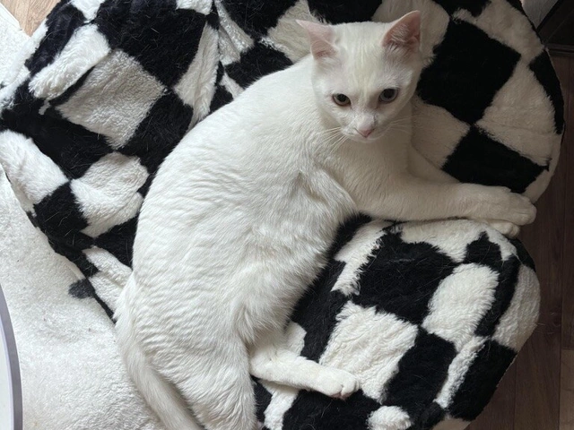 RUI's cats at home, photo 82