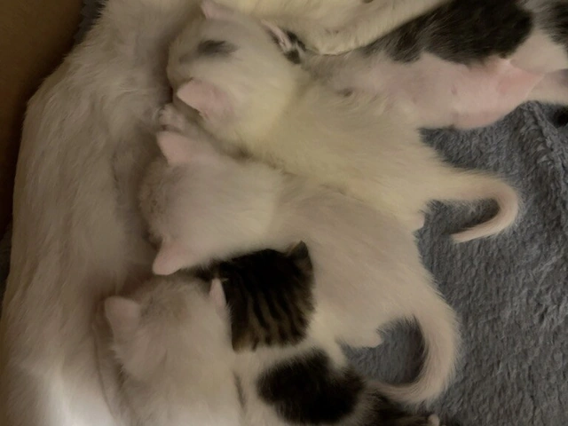 RUI's cats at home, photo 83