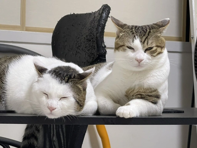 RUI's cats at home, photo 85