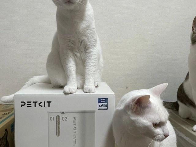 RUI's cats at home, photo 86
