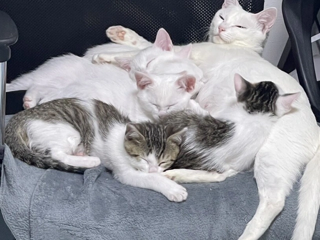 RUI's cats at home, photo 88