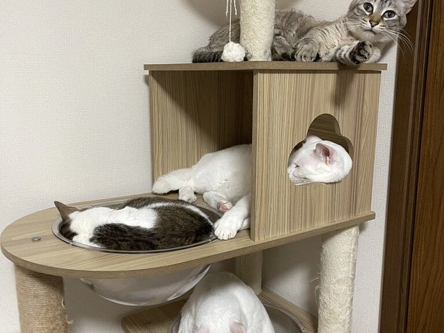 RUI's cats at home, photo 90