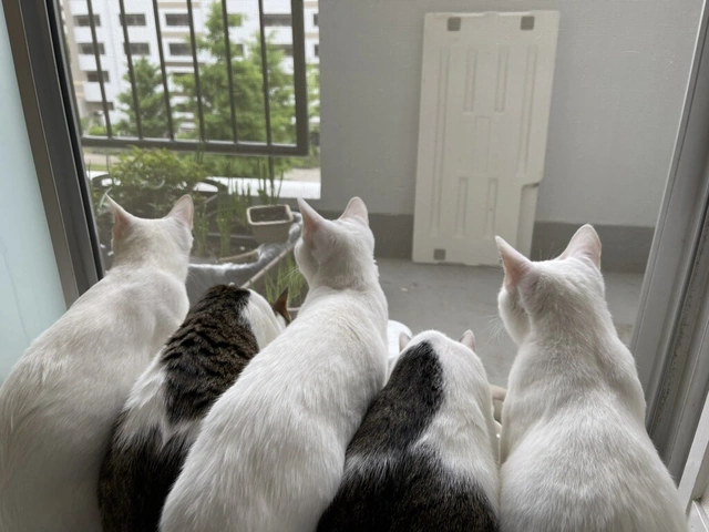 RUI's cats at home, photo 91