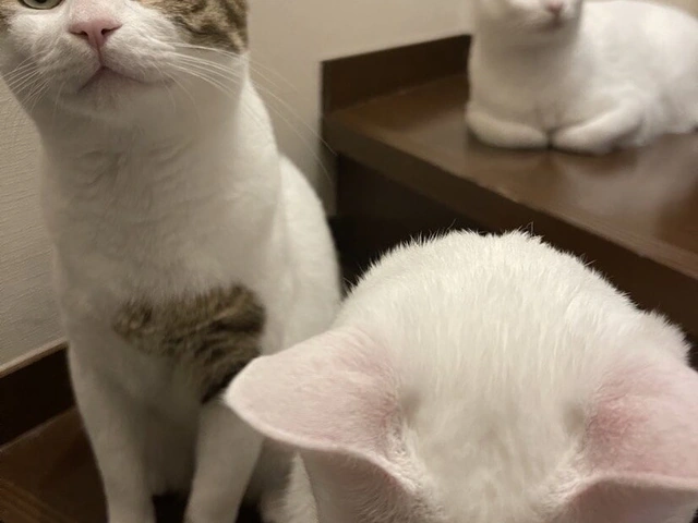 RUI's cats at home, photo 92