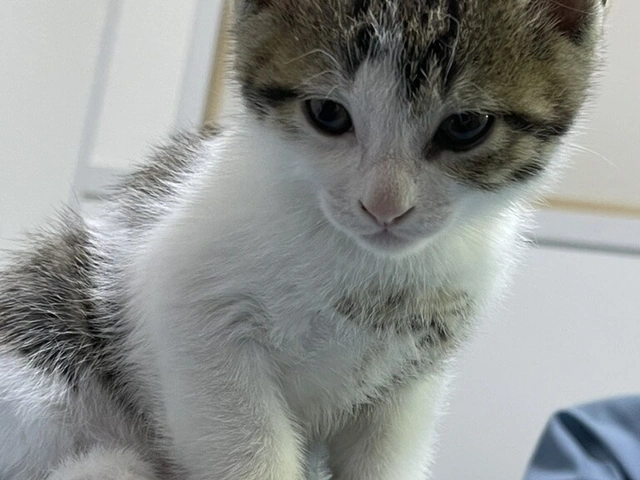 RUI's cats at home, photo 94