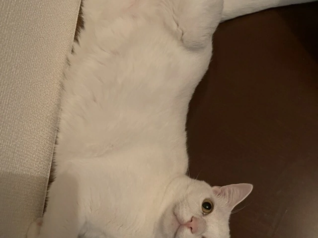 RUI's cats at home, photo 97