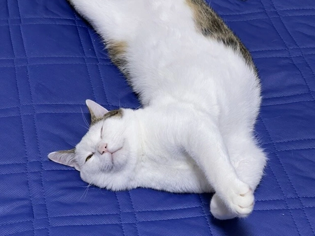 RUI's cats at home, photo 98
